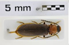 Foto (Dorsalansicht) von Denticollis linearis (Linnaeus, 1758) (NHMW-ZOO-COL-0008521)